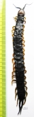Myriapoda sp.  South Africa Rep.  110mm - INSECTS-STORE.RU