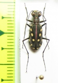 Calomera mindanaoensis  Philippines - INSECTS-STORE.RU