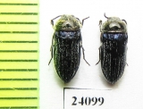 Acmaeoderella villosula  Turkey - INSECTS-STORE.RU