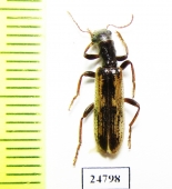 Cleridae sp.  Mexico - INSECTS-STORE.RU