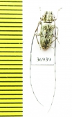 Cerambycidae sp.  South Africa Rep. - INSECTS-STORE.RU