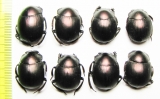 Anachalcos sp.  South Africa Rep. - INSECTS-STORE.RU