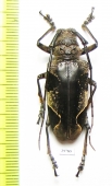 Parepicedia fimbriata  Malaysia - INSECTS-STORE.RU