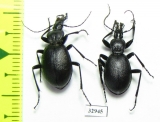 Cychrus caraboides  Belorussia - INSECTS-STORE.RU