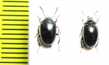 Amarygmus sp.  Malaysia, Borneo - INSECTS-STORE.RU