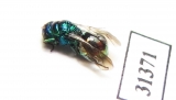 Chrysididae sp.  Russia, Moscow reg. - INSECTS-STORE.RU