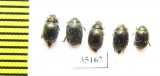 Morychus aeneus  Russia, Tver reg. - INSECTS-STORE.RU