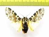 Erebidae sp.  Ecuador - INSECTS-STORE.RU