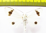 Erebidae sp.?  Nepal - INSECTS-STORE.RU