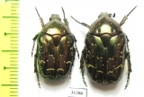Protaetia cuprina  Russia, Volgograd reg. - INSECTS-STORE.RU