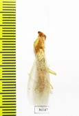 Mantodea sp.  Thailand - INSECTS-STORE.RU
