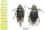 Melolonthinae sp.  Panama - INSECTS-STORE.RU
