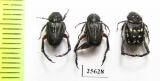 Hopliini sp.  South Africa Rep. - INSECTS-STORE.RU