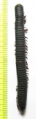 Myriapoda sp.  South Africa Rep.  98mm - INSECTS-STORE.RU