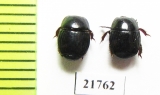 Hister fossor  Namibia - INSECTS-STORE.RU