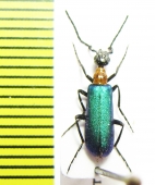 Meloidae sp.  Tanzania - INSECTS-STORE.RU