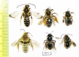 Hymenoptera sp.  Russia, Tver reg. - INSECTS-STORE.RU