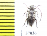 Cerambycidae sp.  South Africa Rep. - INSECTS-STORE.RU