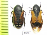 Polybaphes aquinoctialis  Senegal - INSECTS-STORE.RU
