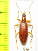 Tenebrionidae sp.  Malaysia, Borneo - INSECTS-STORE.RU