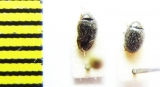 Simplocaria semistriata  Belorussia - INSECTS-STORE.RU