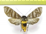 Erebidae sp.  Ecuador - INSECTS-STORE.RU