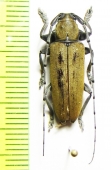 Esthlogena bella  Peru - INSECTS-STORE.RU