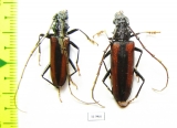 Cerambycidae sp., pair  Panama - INSECTS-STORE.RU