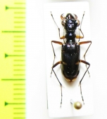 Tetracha fruhstorferi  Vietnam - INSECTS-STORE.RU