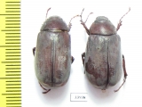 Melolonthinae sp.  Panama - INSECTS-STORE.RU