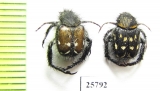 Hopliini sp.  South Africa Rep. - INSECTS-STORE.RU