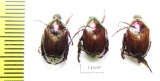 Popilia sp.  China, Tibet - INSECTS-STORE.RU