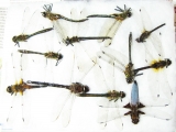 Odonata sp.  Russia, Tver reg. - INSECTS-STORE.RU