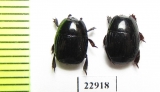 Hister tropicus  South Africa Rep. - INSECTS-STORE.RU