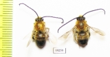 Hymenoptera sp.  Russia, Tver reg. - INSECTS-STORE.RU