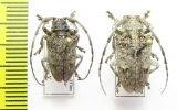 Cerambycidae sp.  Malawi - INSECTS-STORE.RU