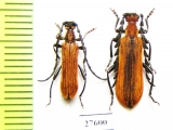 Corennys notatipes, pair  Laos - INSECTS-STORE.RU