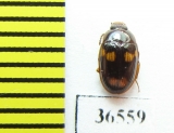 Tenebrionidae sp.  Malaysia, Borneo - INSECTS-STORE.RU