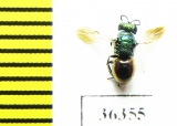 Chrysididae sp.  Russia, Moscow reg. - INSECTS-STORE.RU