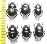 Trypocopris inermis, Thorectes laevigatus, Thorectes brullei - INSECTS-STORE.RU