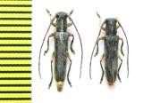 Phytoecia rufipes  Uzbekistan - INSECTS-STORE.RU