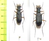 Cicindelinae sp.  Laos - INSECTS-STORE.RU
