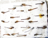 Odonata sp.  Russia, Tver reg. - INSECTS-STORE.RU