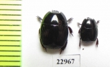 Hister sp.  South Africa Rep. - INSECTS-STORE.RU
