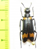 Meloidae sp.  Turkey, Artvin prov. - INSECTS-STORE.RU