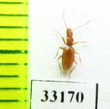 Geotrechus orcinus henroti  France - INSECTS-STORE.RU