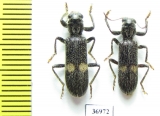 Cleridae sp.  South Africa Rep. - INSECTS-STORE.RU