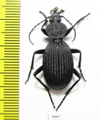 Tefflus sp.  Zambia - INSECTS-STORE.RU