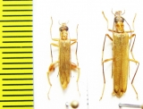 Oedemeridae sp.  Malaysia - INSECTS-STORE.RU