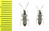 Oedemera sp.  Turkey - INSECTS-STORE.RU